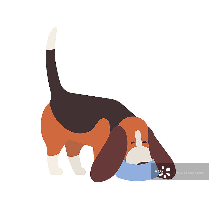 嗅地板的小型有趣侦查犬比格犬图片素材