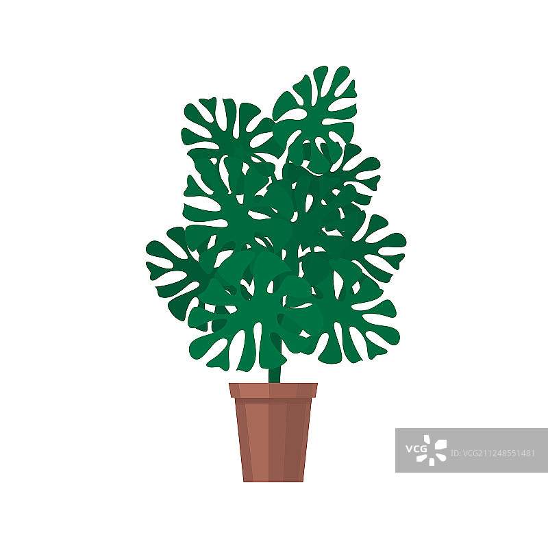 白色背景上的龟背竹盆栽图片素材