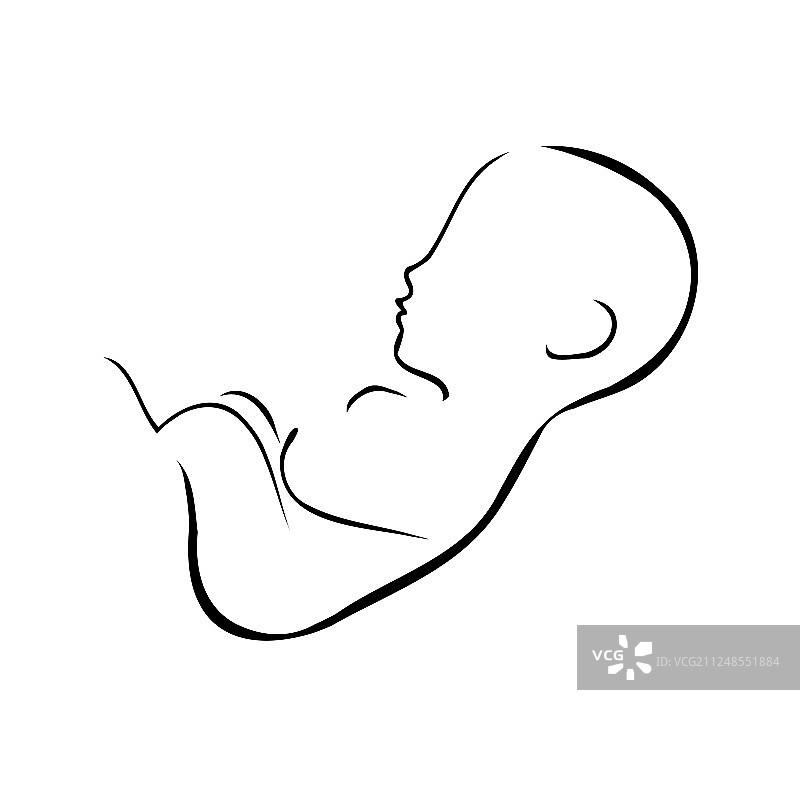 子宫内附有胎盘的胎儿图片素材