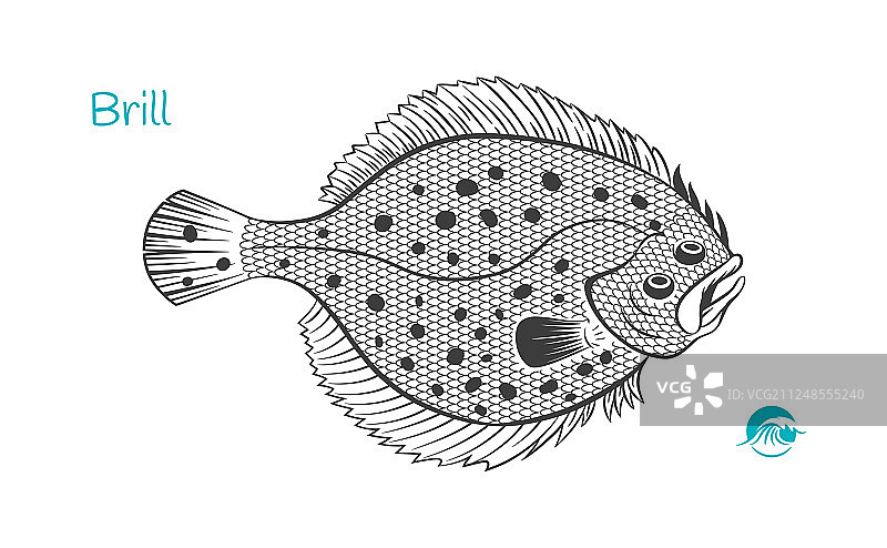 手绘比目鱼图片素材