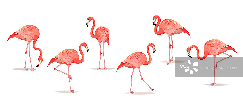 白色背景上的一组异国情调的火烈鸟图片素材