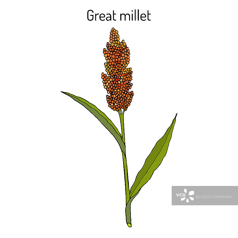 高粱图片素材