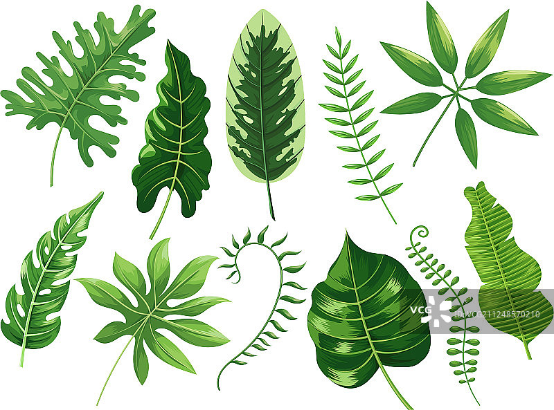 热带树叶植物图片素材