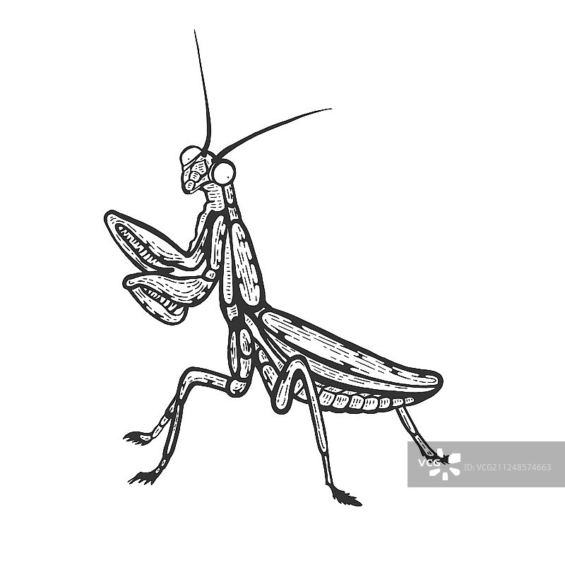 螳螂昆虫素描雕刻图片素材
