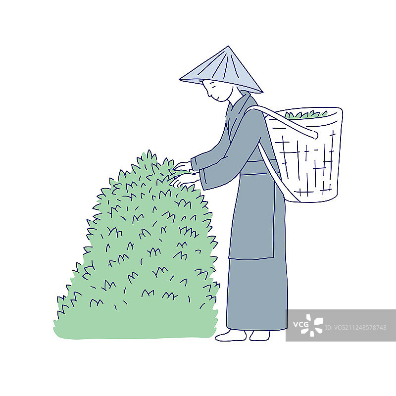 中国女性采摘茶叶图片素材