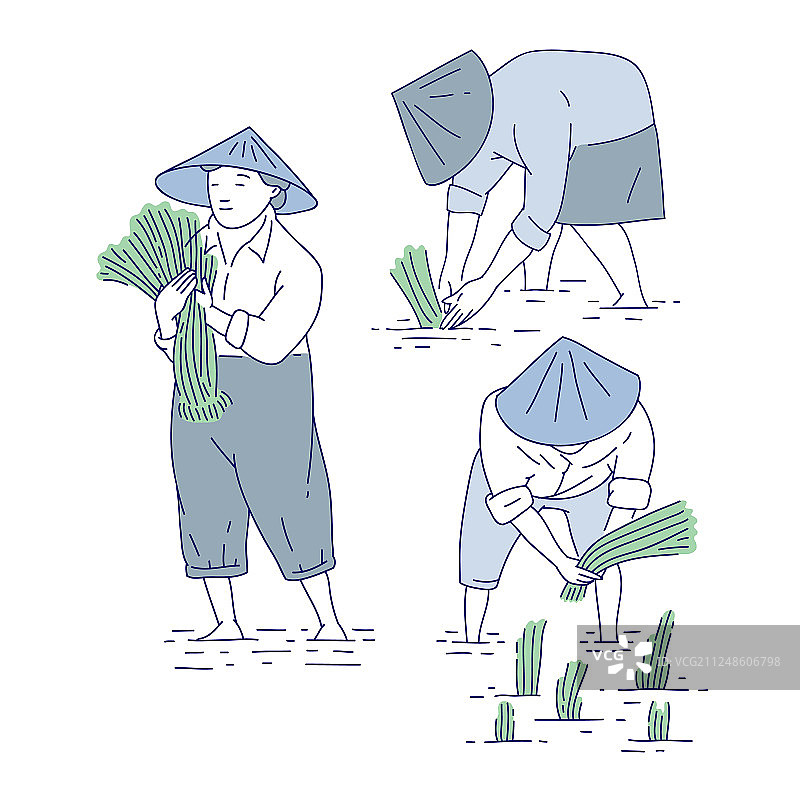 中国农民种植水稻秧苗图片素材