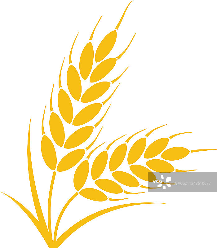 小麦或黑麦穗与全谷粒图片素材
