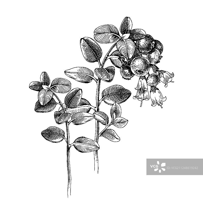 手绘越橘枝图片素材