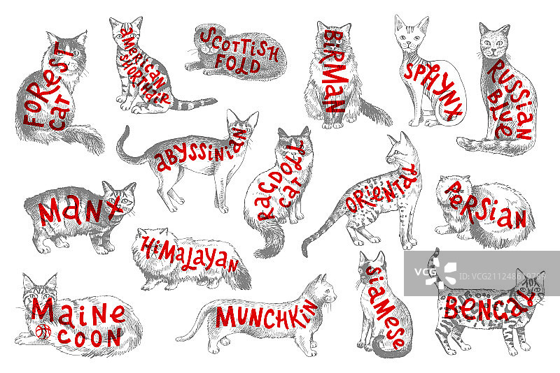 手绘猫品种及文字16款图片素材