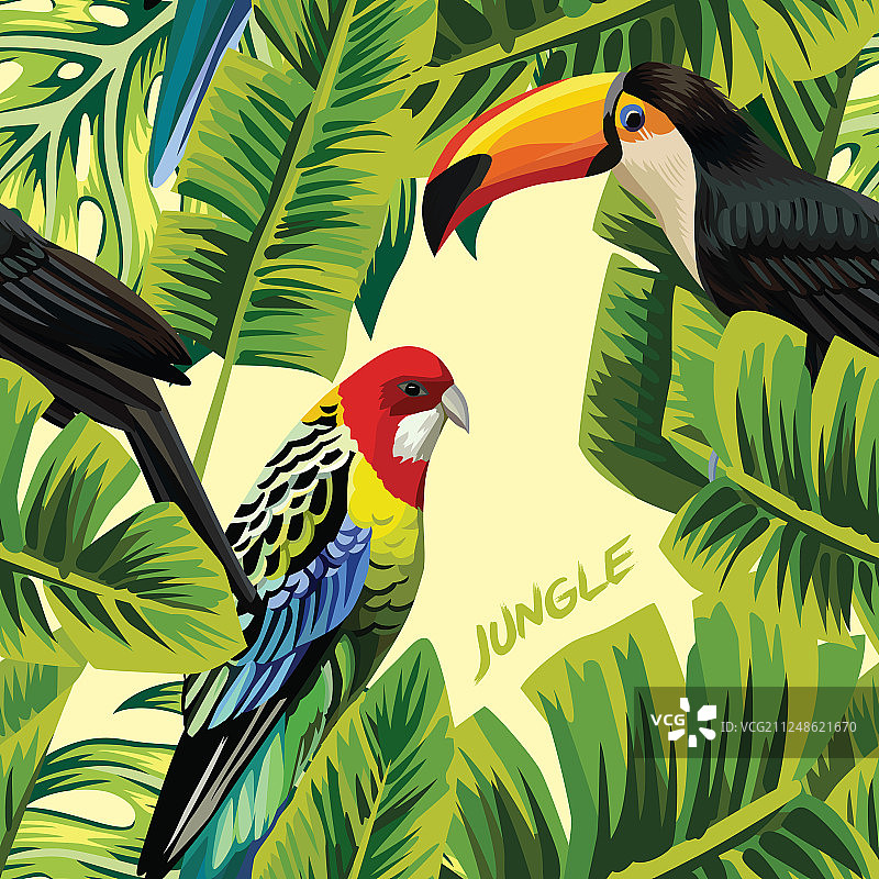 巨嘴鸟鹦鹉香蕉叶丛林图片素材