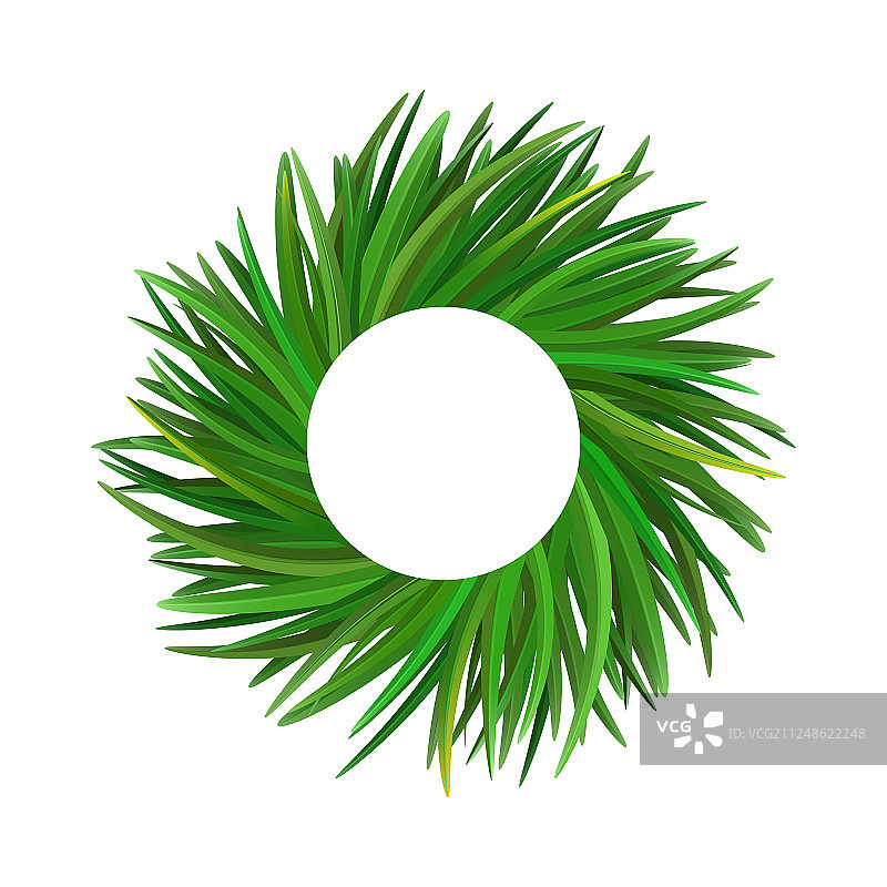 香根草或香根草图片素材