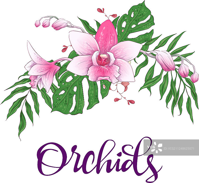 兰花桉树绿色植物花卉设计边框图片素材