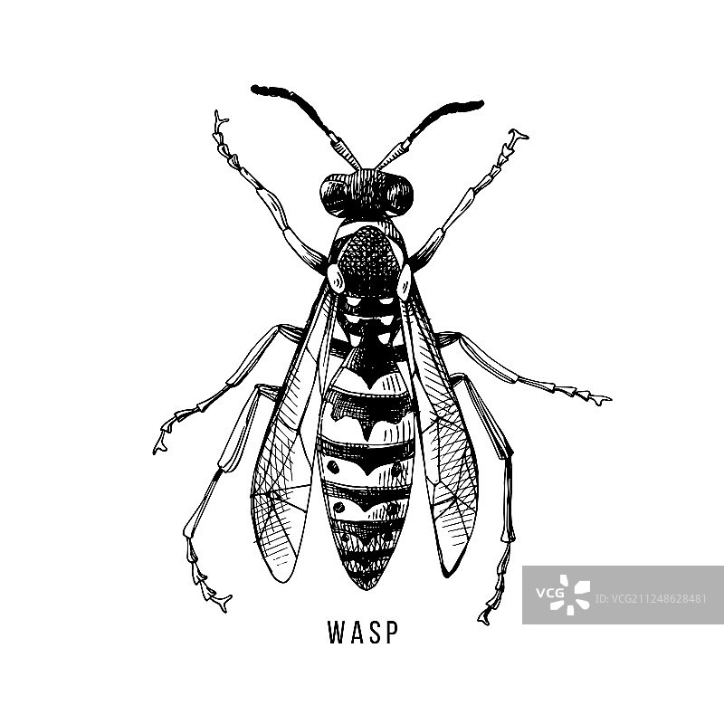 手绘黄蜂图片素材