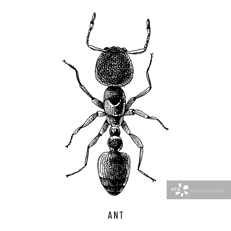 手绘蚂蚁图片素材