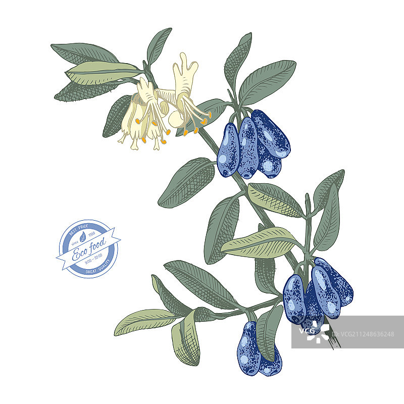 手绘忍冬花枝图片素材