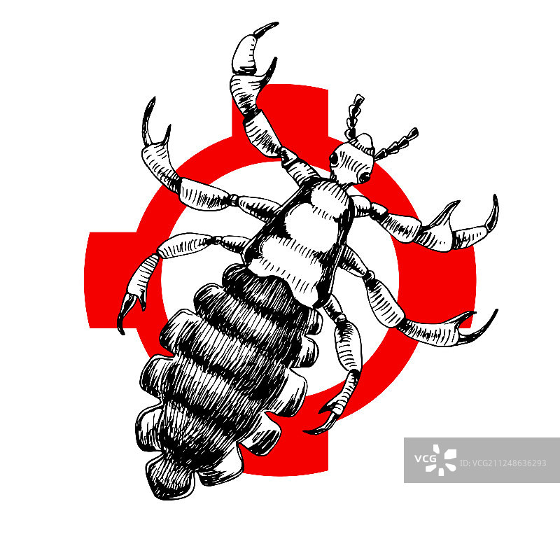 手绘十字阴影上的虱子图片素材