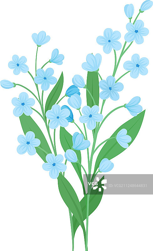 勿忘我蓝色小花的两根小枝图片素材
