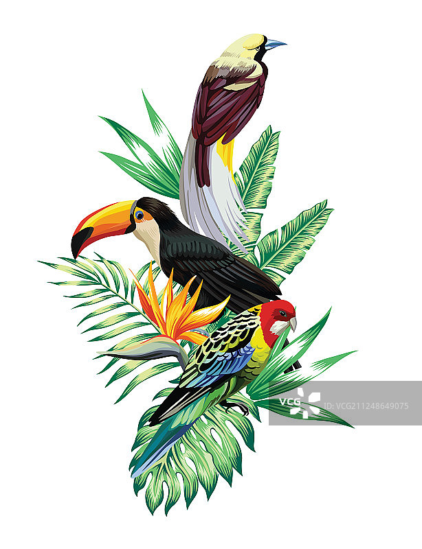 热带鸟类组合图片素材