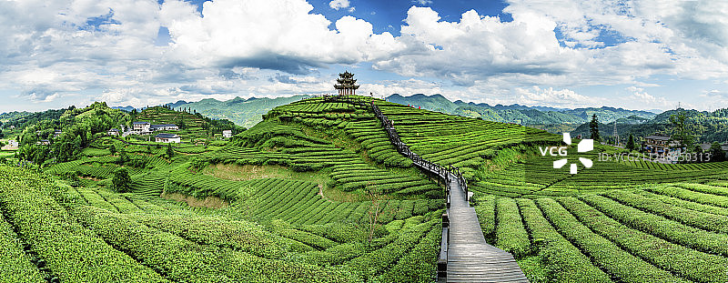 茶园风光图片素材