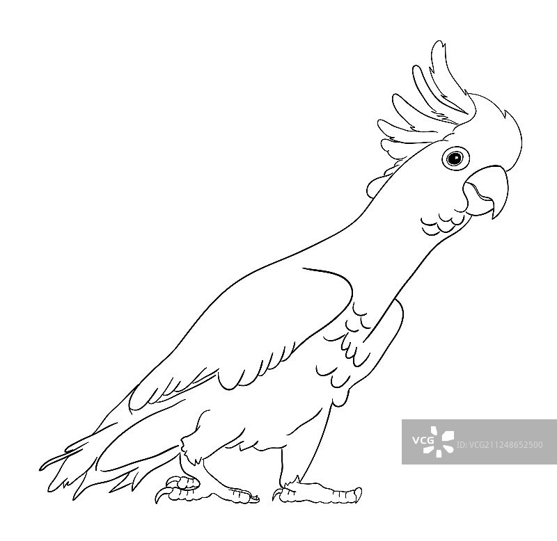 02号葵花鹦鹉线条艺术图片素材