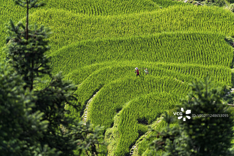 贵州加榜梯田风光图片素材