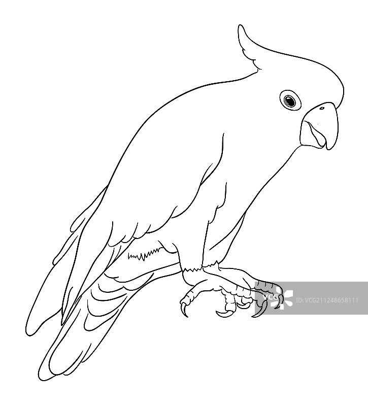 05号鹦鹉鸟线条艺术图片素材