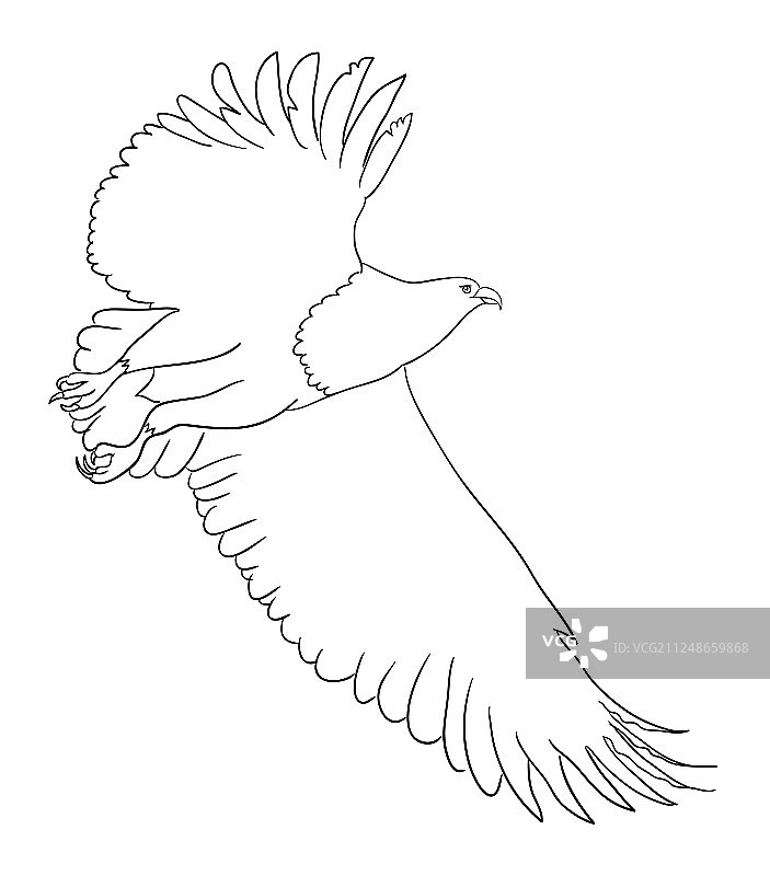 老鹰线条艺术03图片素材