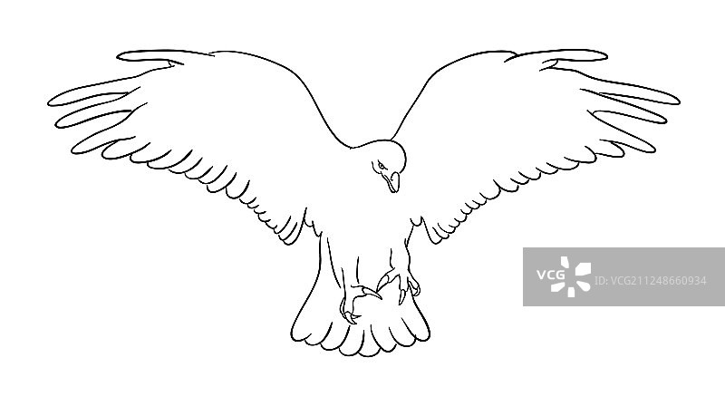 老鹰线条艺术04图片素材