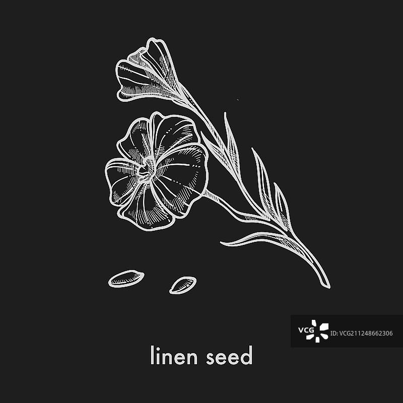 亚麻籽和细茎单色花图片素材