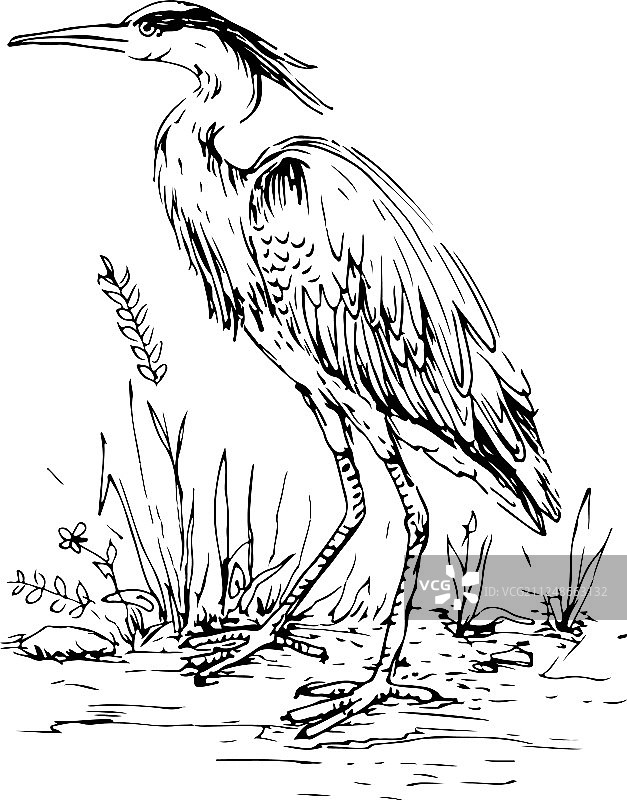 复古雕刻风格手绘苍鹭图片素材