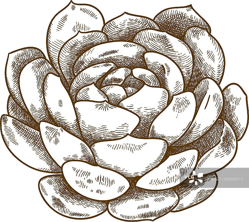 多肉植物雕刻图案图片素材