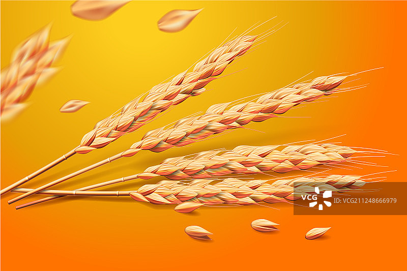 逼真的小麦燕麦元素大麦图片素材