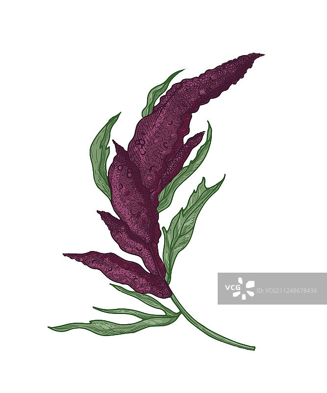 逼真的植物学绘图藜麦或苋菜图片素材