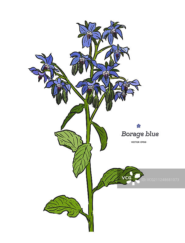 手绘琉璃苣图片素材