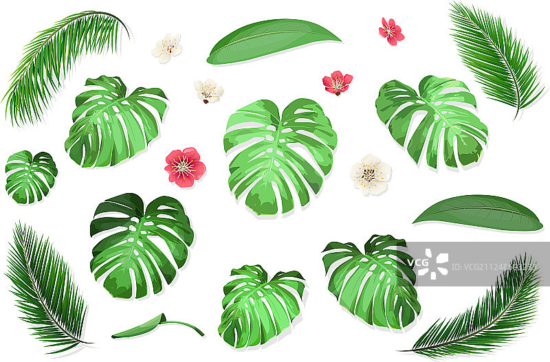 热带叶子合集图片素材