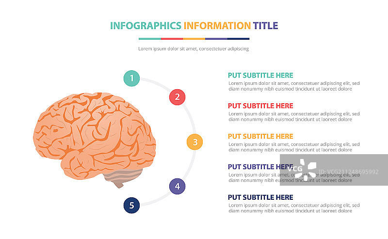 人脑解剖信息图模板概念图片素材