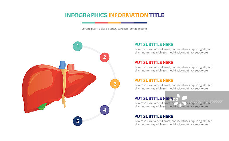 人体肝脏解剖信息图表模板概念图片素材