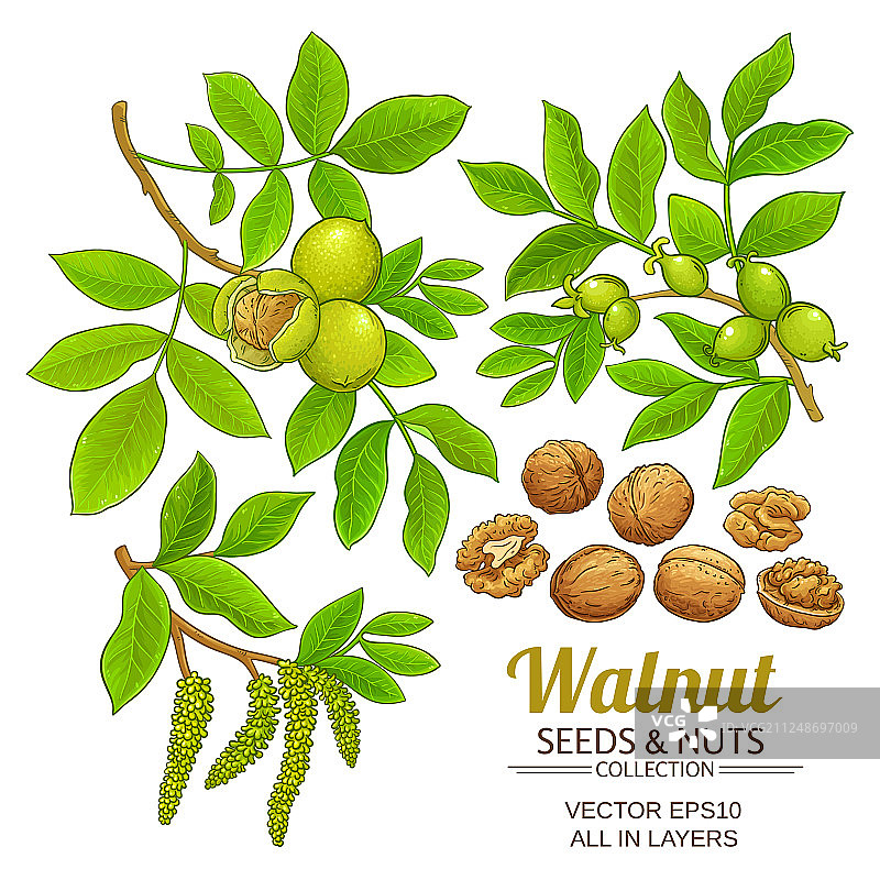 白色背景上的核桃植物素材图片素材