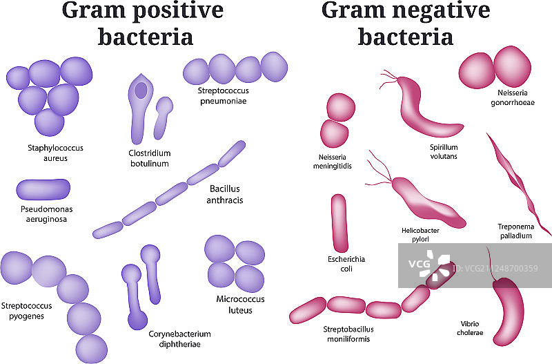 革兰氏阳性菌和革兰氏阴性菌图片素材