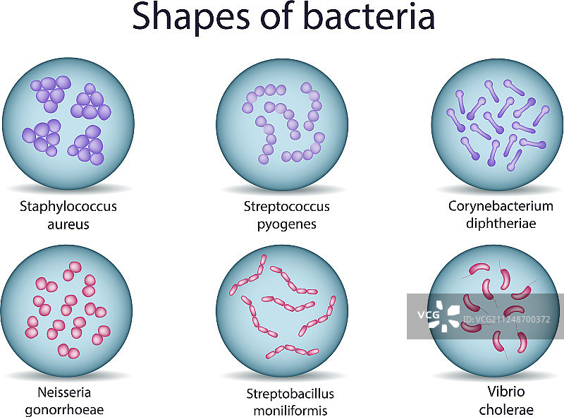 革兰氏阳性和阴性细菌图片素材