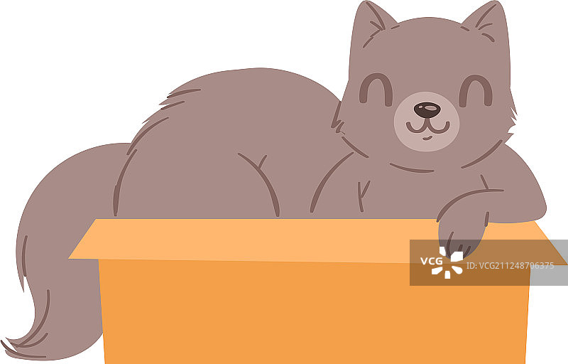 盒子里的猫咪宠物图片素材