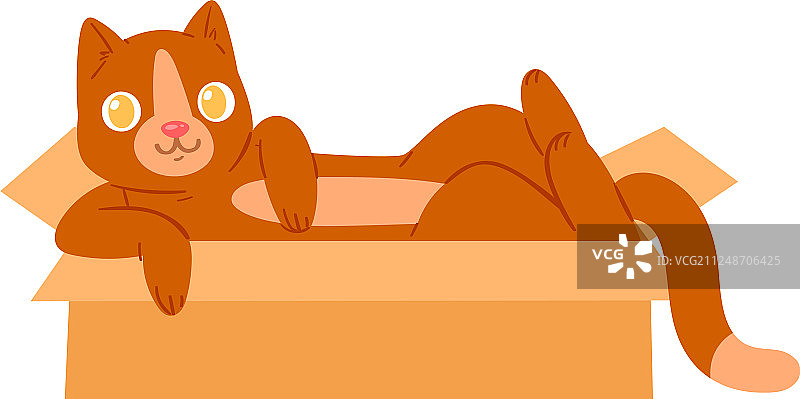 盒子里的猫咪宠物图片素材