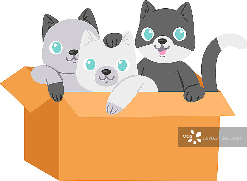盒子里的猫咪宠物图片素材