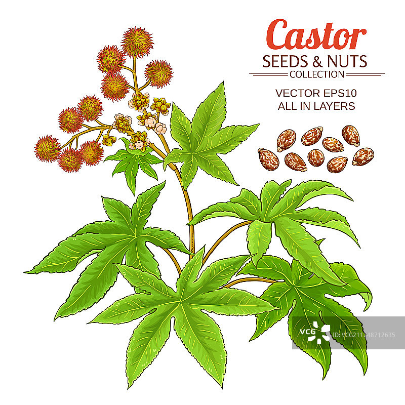 蓖麻油瓶套装图片素材