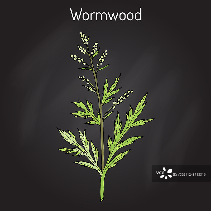 艾草或普通蒿草图片素材
