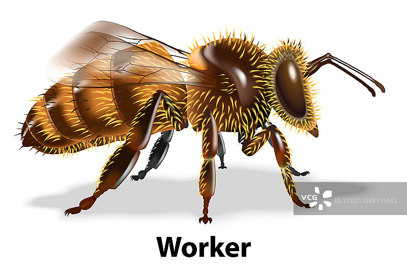 白色背景工蜂图片素材