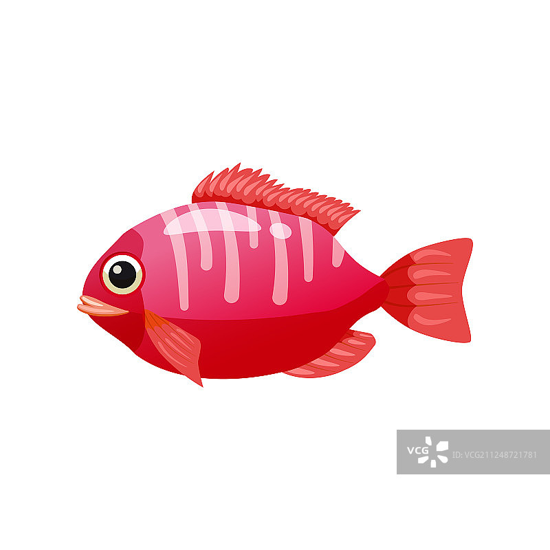 色彩鲜艳的热带异域珊瑚鱼图片素材