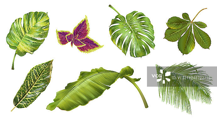 热带植物合集图片素材