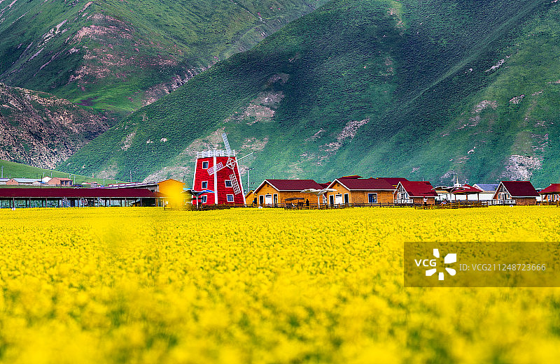 青海门源油菜花图片素材