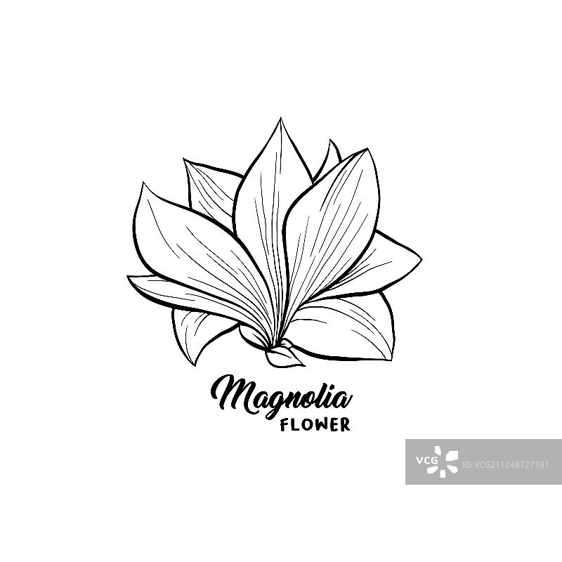 手绘玉兰花图片素材